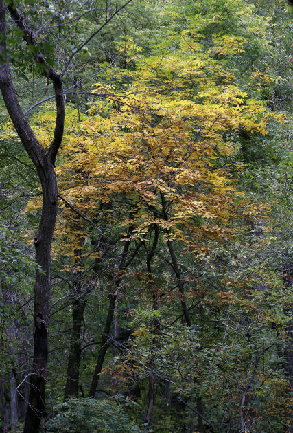 101314bp-fall-color-package-10